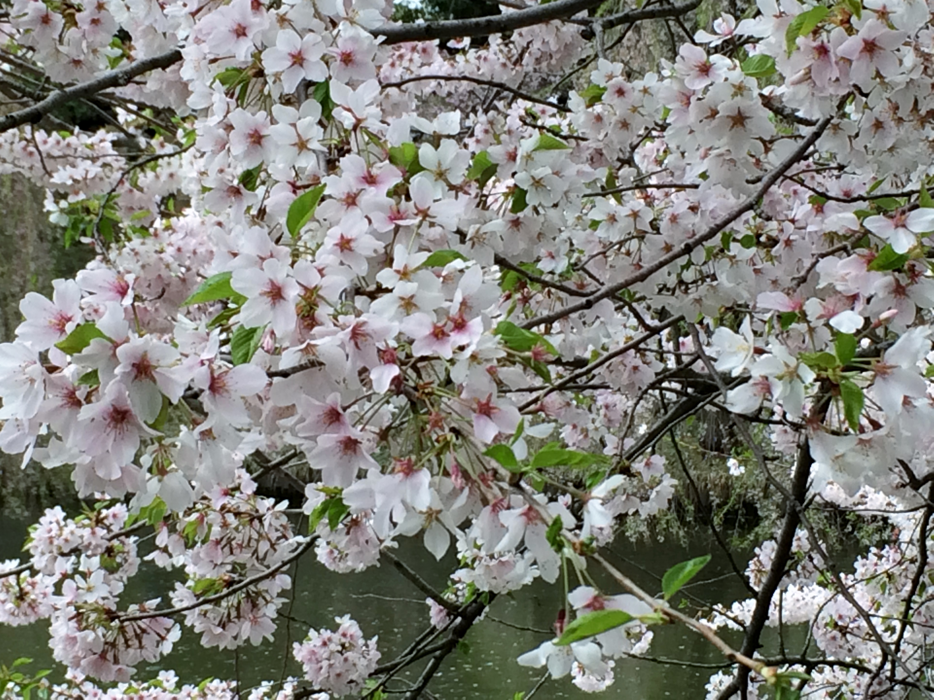 Brooklyn Botanical Garden NYC – A must visit during spring season!